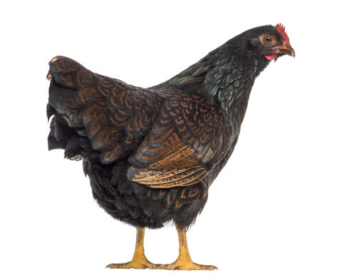 Barnevelder | Barnevelder For Sale |