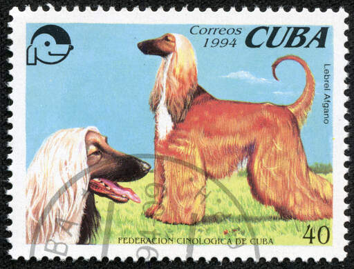Een afghaanse jachthond op een cubaanse postzegel