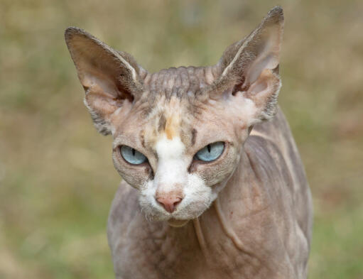 Een jonge tortie patroon sphynx