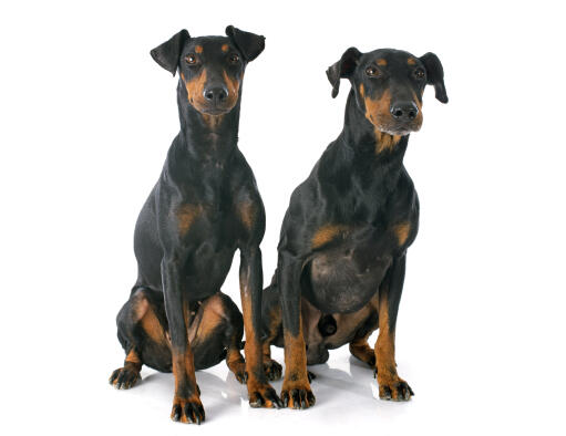 Twee gezonde volwassen manchester terriers zitten samen, wachtend op een commando