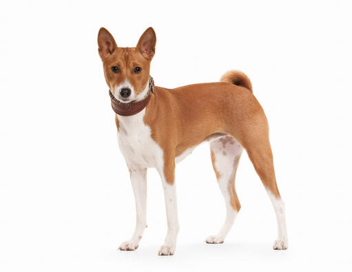 Een prachtige basenji, pronken met zijn verbazingwekkende rood en witte vacht