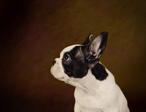 Een kant op van een boston terrier's stompe neus en grote oren