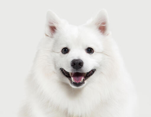 Een close up van de mooie zwarte ogen en korte puntige oren van een japanse keeshond