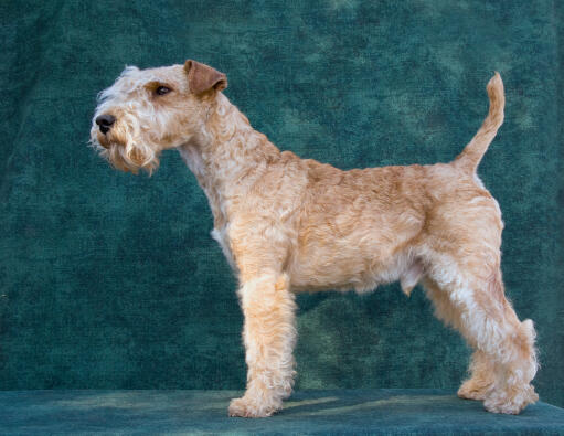 Een gezonde lakeland terrier pronken met zijn prachtige lange benen