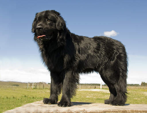 Een mooie, jonge newfoundland met een dikke, zwarte vacht en massieve poten