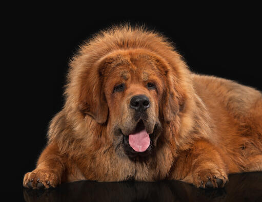 Een close up van de prachtige, dikke vacht en reusachtige poten van een tibetaanse mastiff