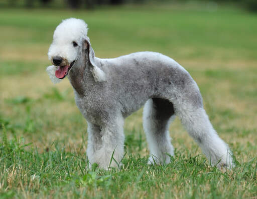 Een prachtige bedlington terriër, die zijn Goed verzorgde vacht laat zien.