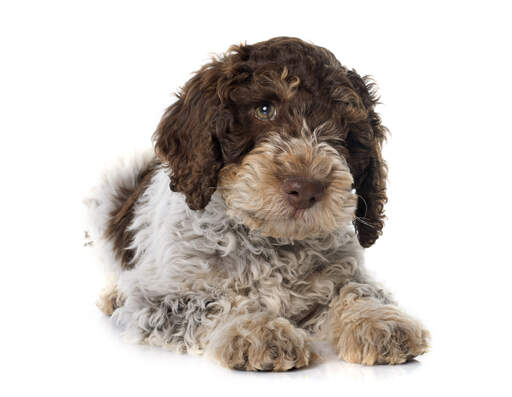 Een close up van de dikke zachte vacht van een portugese waterhond pup