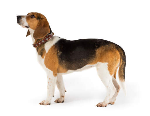 Een kant op van een gezonde volwassen beagle