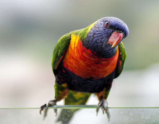 Een close up van de ongelooflijke oranje hoofdveren van een regenboog lorrikiet