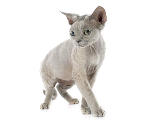 Een lila devon rex met geelgroene ogen