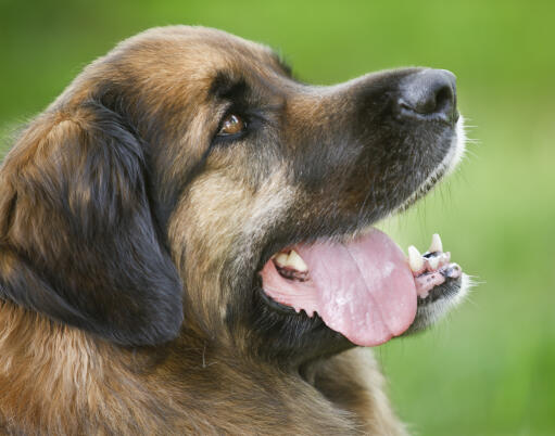 Een close up van de mooie korte neus en zachte vacht van een leonberger