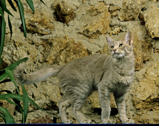 Langharige oosterse kat tegen een stenen muur