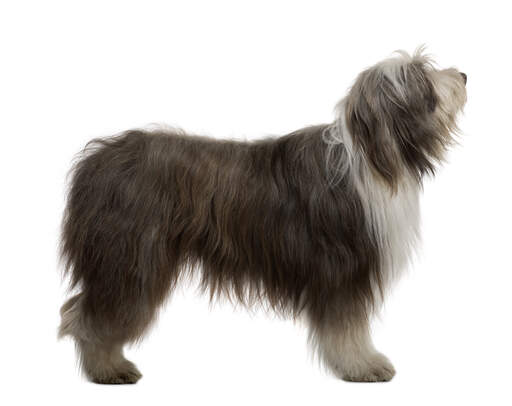 Een kant op van een volwassen bearded collie met een mooie dikke vacht