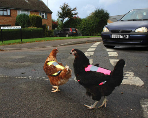 Hou de kippen veilig op de weg!