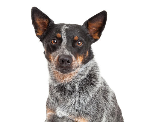 Een slimme australische cattle dog met mooie bruine ogen