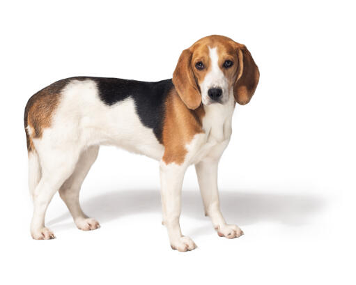 Een gezonde, jonge beagle die rechtop staat
