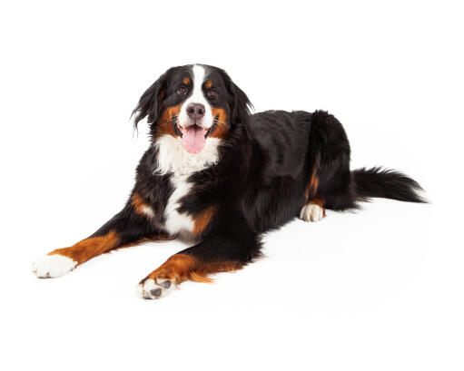 Een opgewonden volwassen berner sennenhond met een gezonde vacht