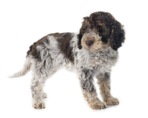 Een mooie laGotto romagnolo met mooie zachte oren en een GorGeoons gezicht