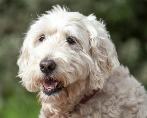 Een close up van een zachtharige wheaten terrier's mooie, dikke, witte vacht