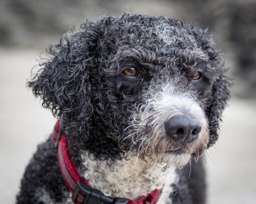 Een close up van de dikke krullende vacht van een jonge spaanse waterhond