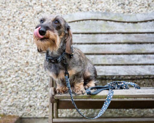 Hond in een bench met zijn luipaard design halsband en riem