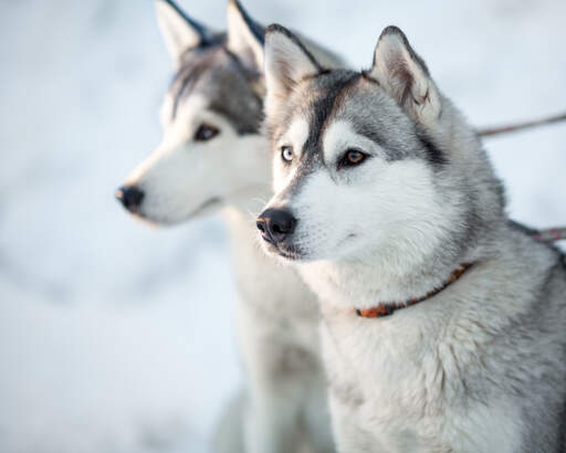 Twee siberische husky's met hun oren hoog, wachtend op het volgende commando