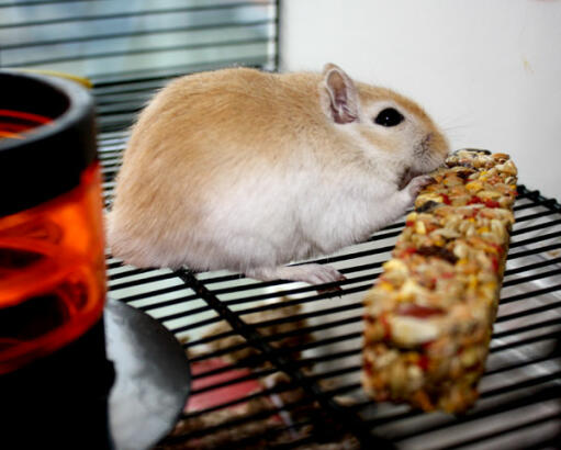 Gerbil eet fruitige sticks in Qute gerbil kooi
