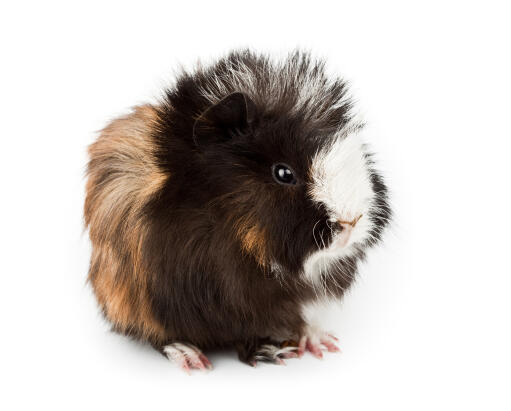 Een close up van de mooie kleine oortjes van een abessijnse cavia