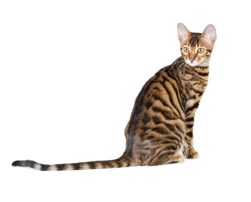 Een jonge toyger met zijn tijgerachtige vacht