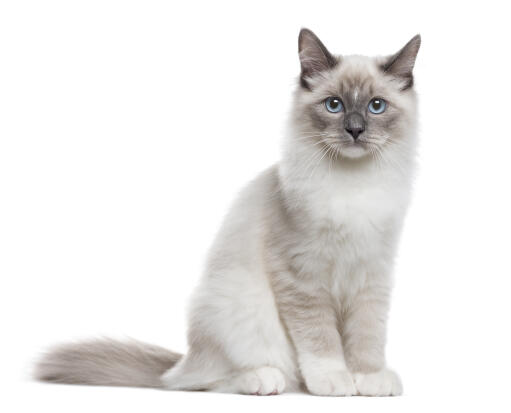 Jonge neva gemaskerde kat tegen een witte achtergrond