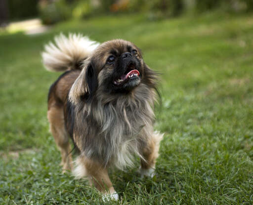 Een gezonde, volwassen pekingees die pronkt met zijn korte neus en grote, borstelige staart