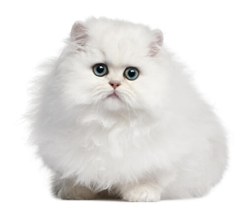 Perzisch katje met blauwe ogen tegen een witte achtergrond