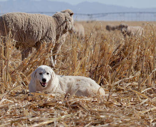 Een prachtige pyreneese berghond liggend tussen het stro