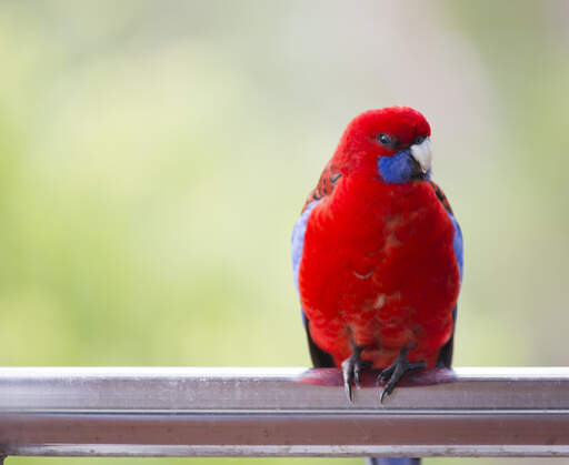 Een karmozijnrode rosella met prachtige, rode borstveren, neergestreken op een raamkozijn