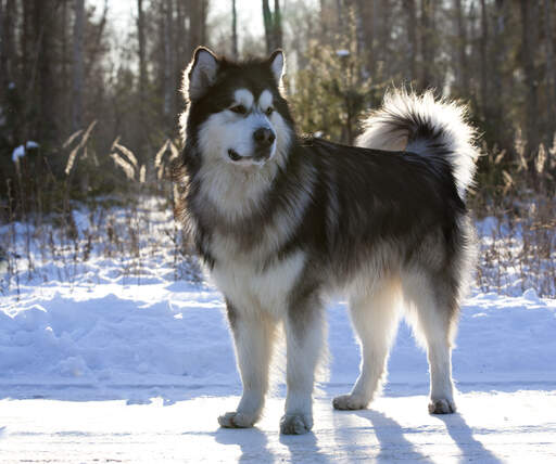 Een alaska malamute die pronkt met zijn mooie dikke vacht en staart