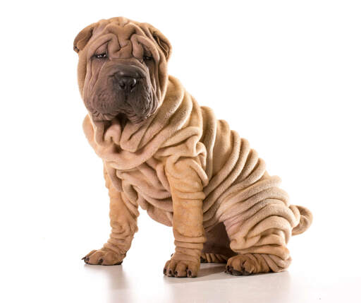 Een jonge chinese shar pei pup met veel diepe rimpels