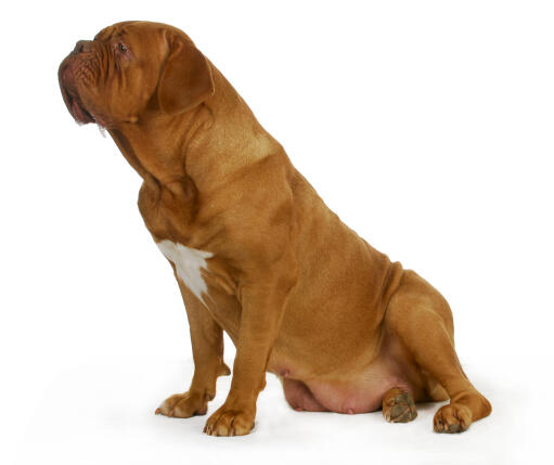 Een vrouwtjes dogue de bordeaux met een mooie dikke rode vacht