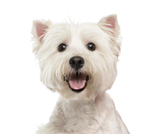 Een opgewonden west highland terrier hijgend, wachtend op aandacht van zijn baasje.