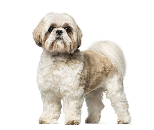 Een mooie kleine shih tzu die zijn grote, borstelige staart laat zien