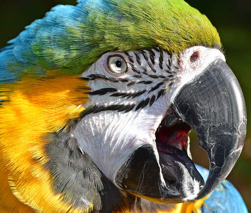 Een close up van de prachtige ogen van een blauwe en gele ara