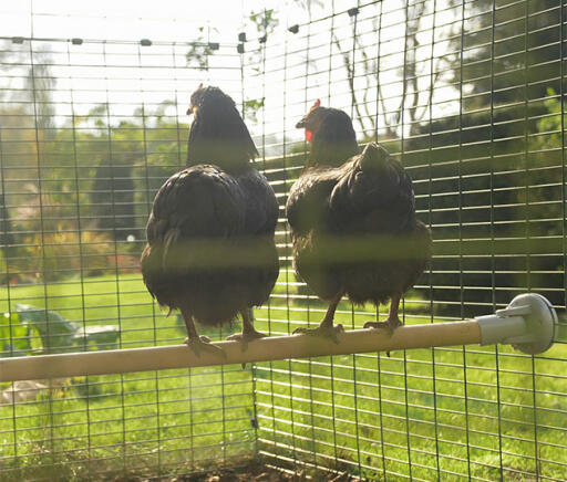 2 kippen die neerstrijken en het uitzicht bewonderen