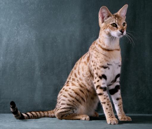 Savannah katten zijn zeer vorstelijk uitziende katten