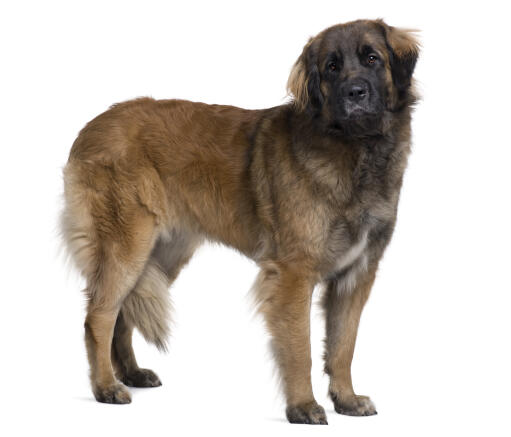 Een volwassen leonberger, pronkend met zijn grote, sterke lichaam