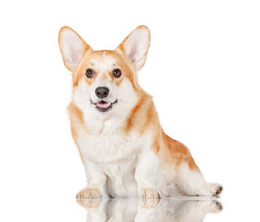 Een gezonde, jonge pembroke welsh corgi zit, wachtend op wat aandacht