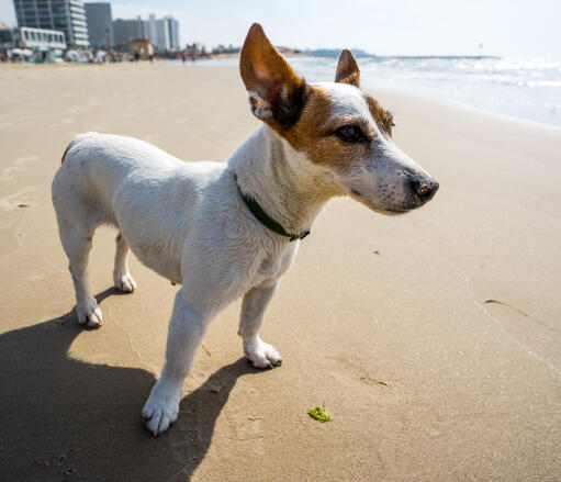 Een jack russell terrier ontspant op het strand, pronkend met zijn mooie grote oren