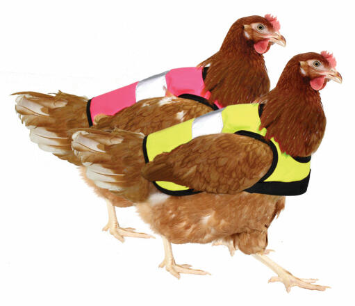 Ontvang één high-vis chicken jacket in elke kleur.