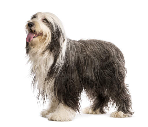 Een mooie jonge bearded collie met een mooie, lange, grijs-witte vacht