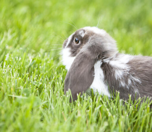 De ongelooflijk grote oren van een mini lop konijn