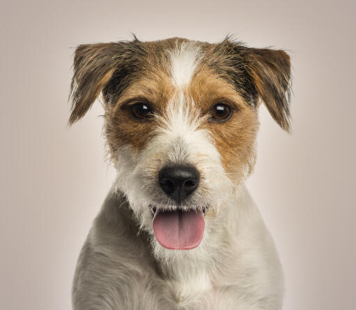 Een close up van een parson russell terrier's ongelooflijke pezige vacht